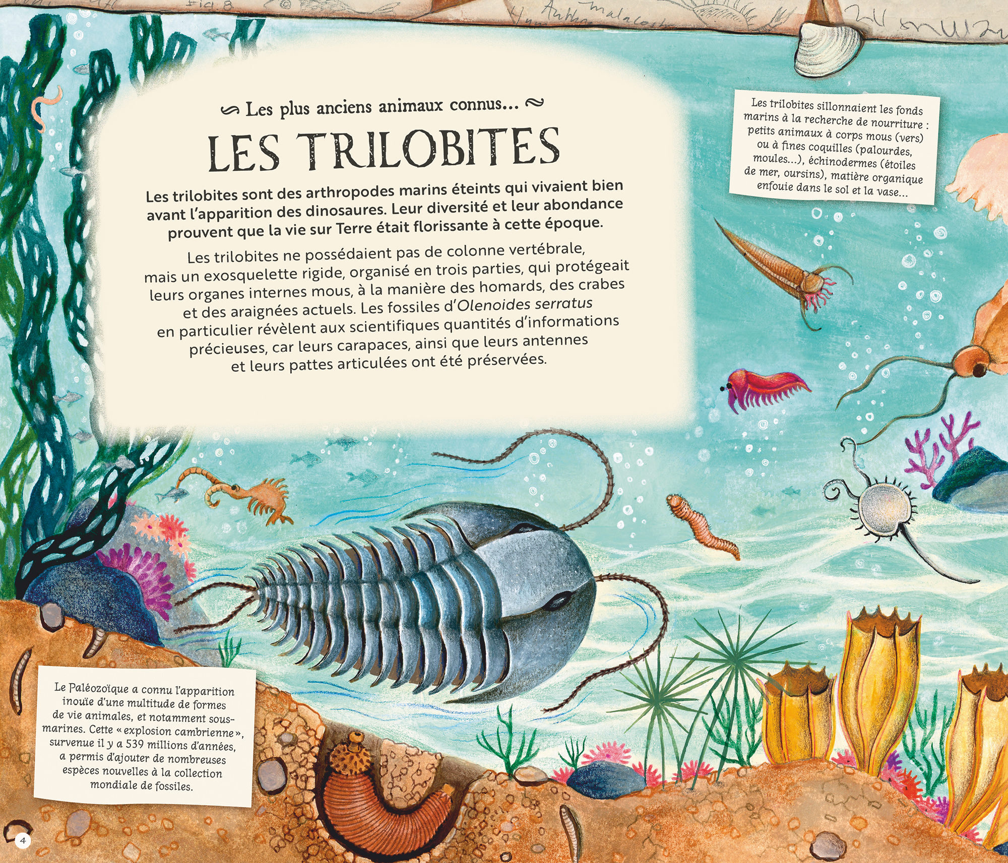 LES FOSSILES NOUS RACONTENT LA TERRE//DOCUMENTAIRES ANIMES/GLENAT JEUNESSE/ – Image 2