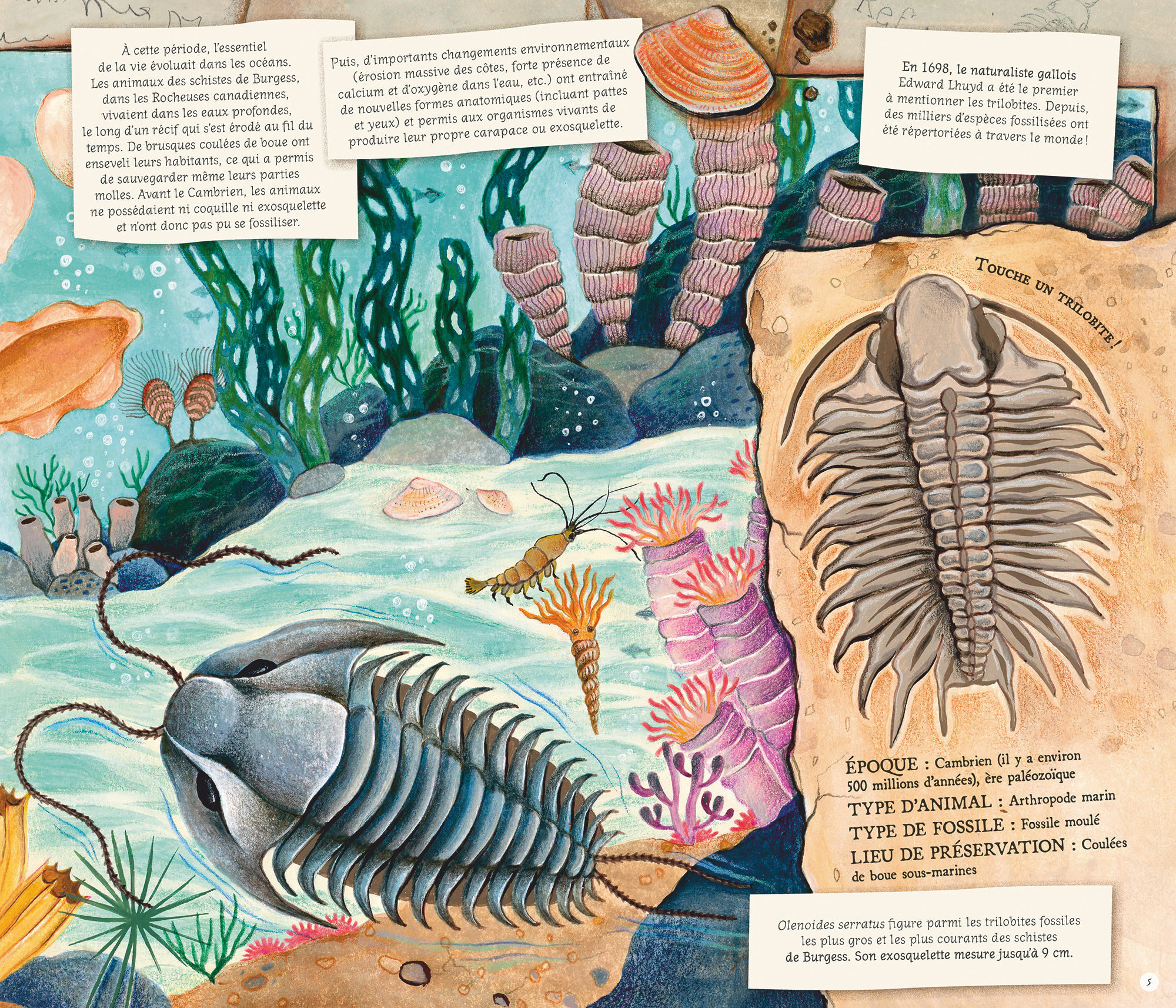 LES FOSSILES NOUS RACONTENT LA TERRE//DOCUMENTAIRES ANIMES/GLENAT JEUNESSE/ – Image 3