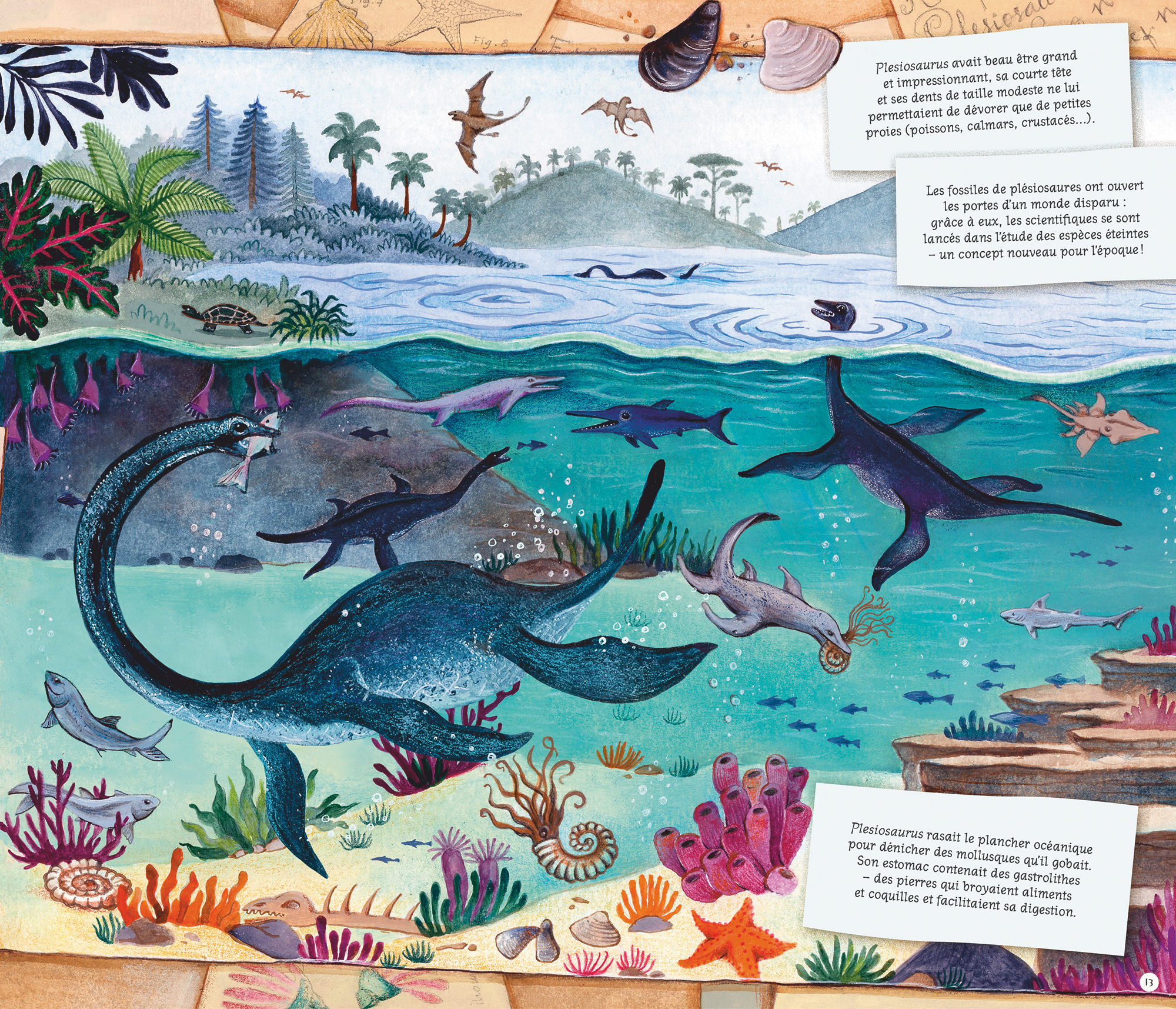 LES FOSSILES NOUS RACONTENT LA TERRE//DOCUMENTAIRES ANIMES/GLENAT JEUNESSE/ – Image 5